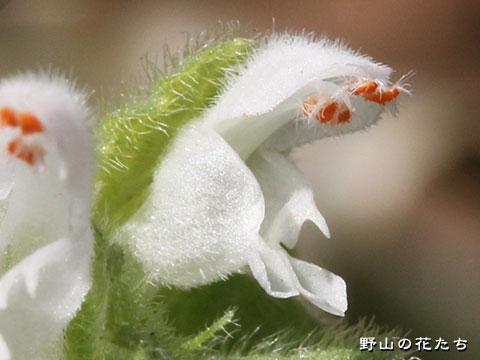 シロバナヒメオドリコソウ－花
