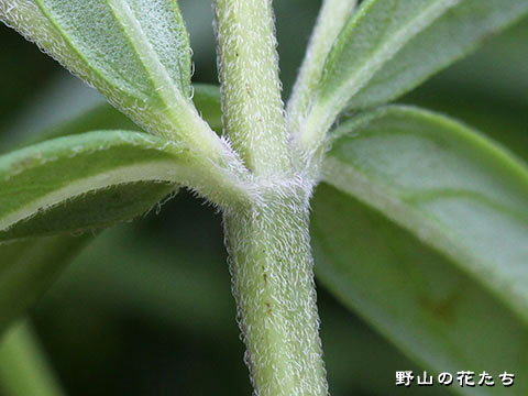 ムシャリンドウ－茎