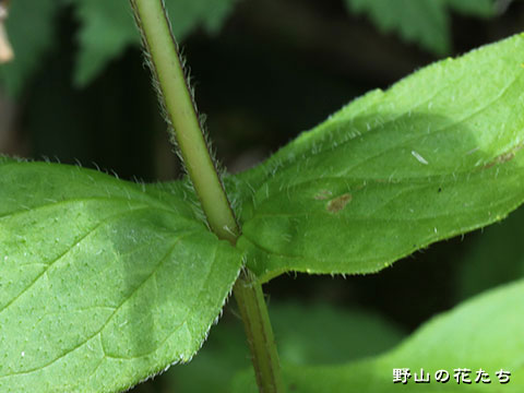 タテヤマウツボグサ－茎２