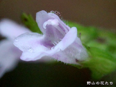 ミヤマトウバナ－花