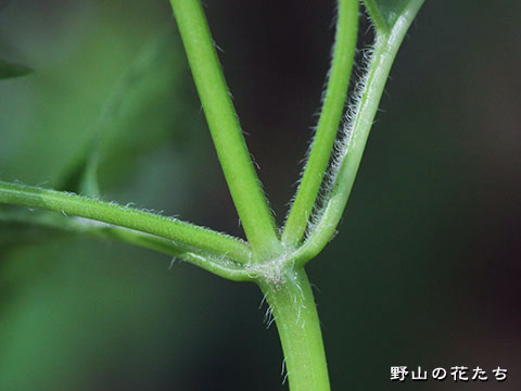 ミヤマトウバナ－茎