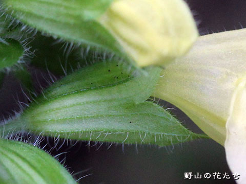 キバナアキギリ－花６