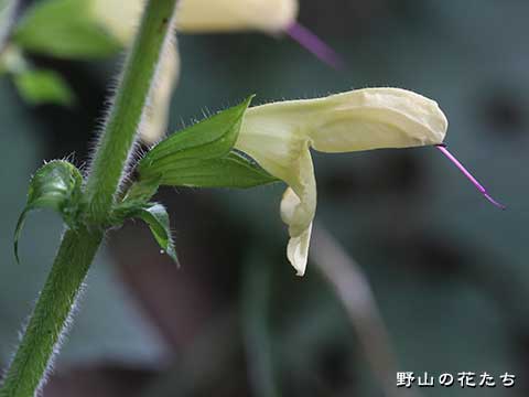 キバナアキギリ－花３