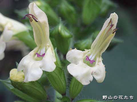 キバナアキギリ－花４
