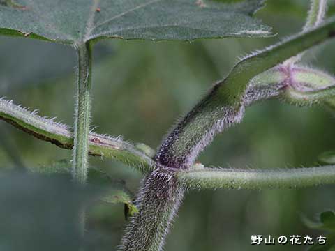 キバナアキギリ－茎