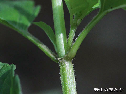 トウバナ－茎