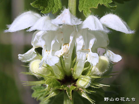 オドリコソウ－白花２