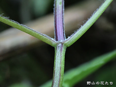 ヒイラギソウ－茎
