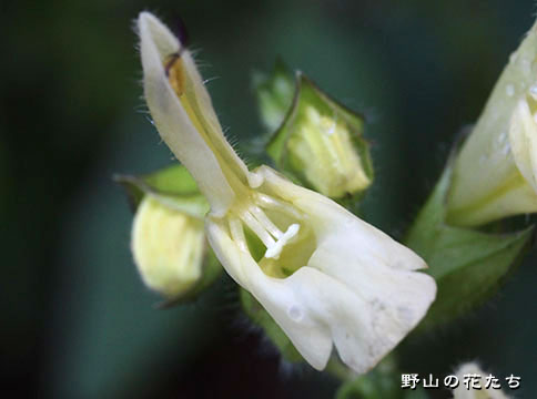 キソキバナアキギリ－花２