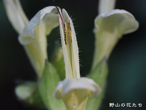 キソキバナアキギリ－花２