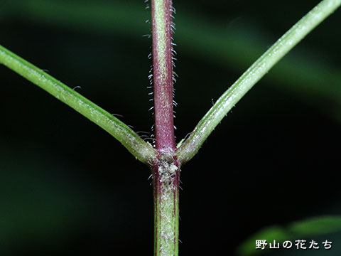 キソキバナアキギリ－茎