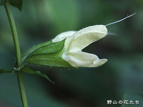 キソキバナアキギリ－花