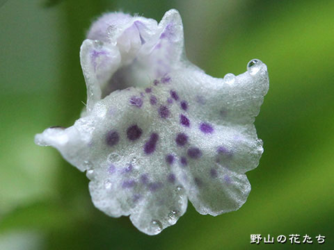 ミヤマナミキ－花３