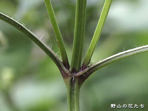 アキノタムラソウ－茎