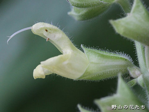 サクキバナアキギリ－花