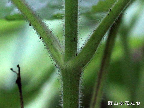 サクキバナアキギリ－茎