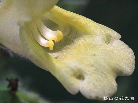 シナノアキギリ－花４