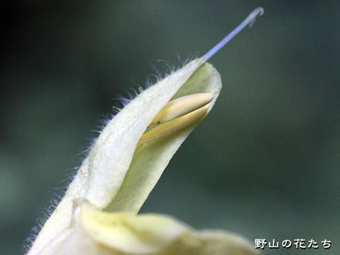 シナノアキギリ－花３