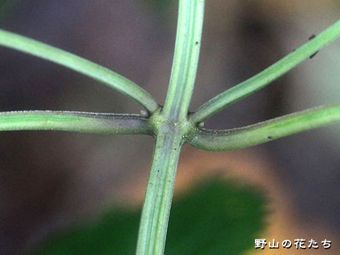 カメバヒキオコシ－茎