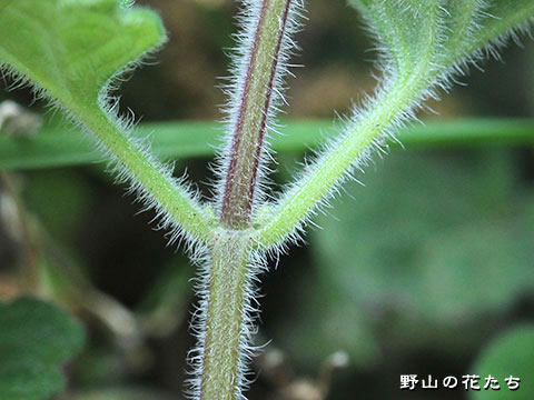 コバノタツナミ－茎