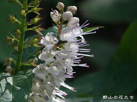 シモバシラ－花