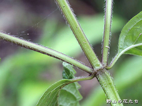 ヤマクルマバナ－茎
