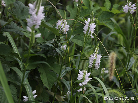 カクトラノオ－白花
