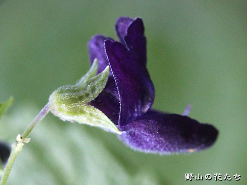 クロバナヒキオコシ－花４