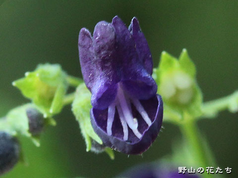 クロバナヒキオコシ－花３