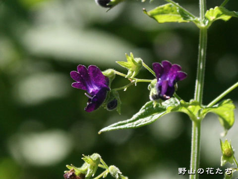 クロバナヒキオコシ－花２