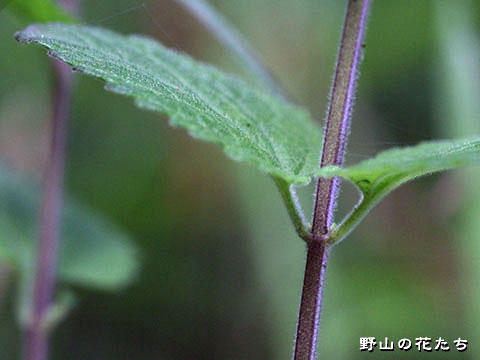 タツナミソウ－葉・茎