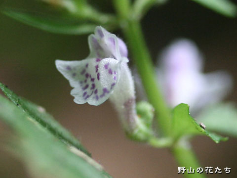 ミヤマナミキ－花