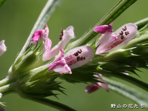 メハジキ－花２