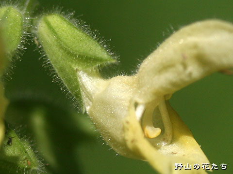 シナノアキギリ－花２