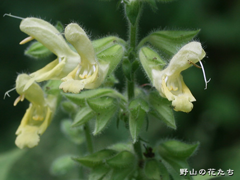 シナノアキギリ－花