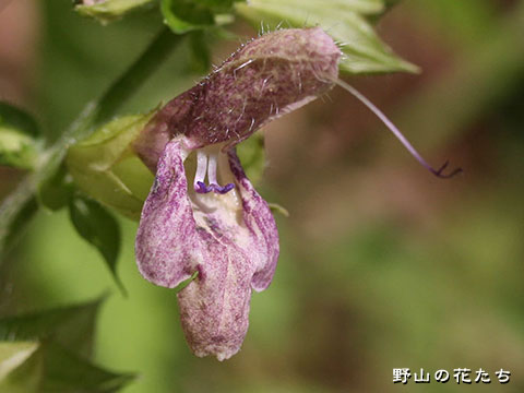 シボリミヤマアキギリ－花