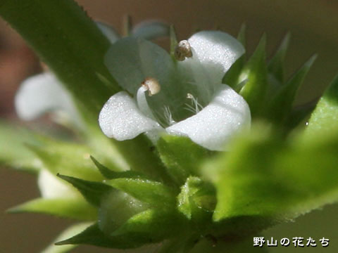 ヒルサルダヒコ－花