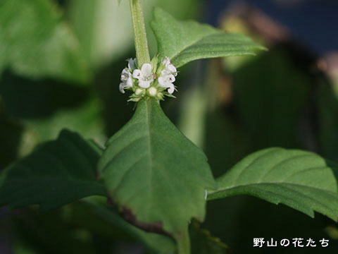 ヒメサルダヒコ－花葉