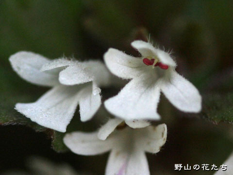 シロバナニシキゴロモ－花