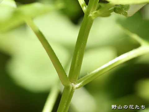 エゾタツナミソウ－茎