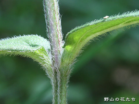ウツボグサ－茎