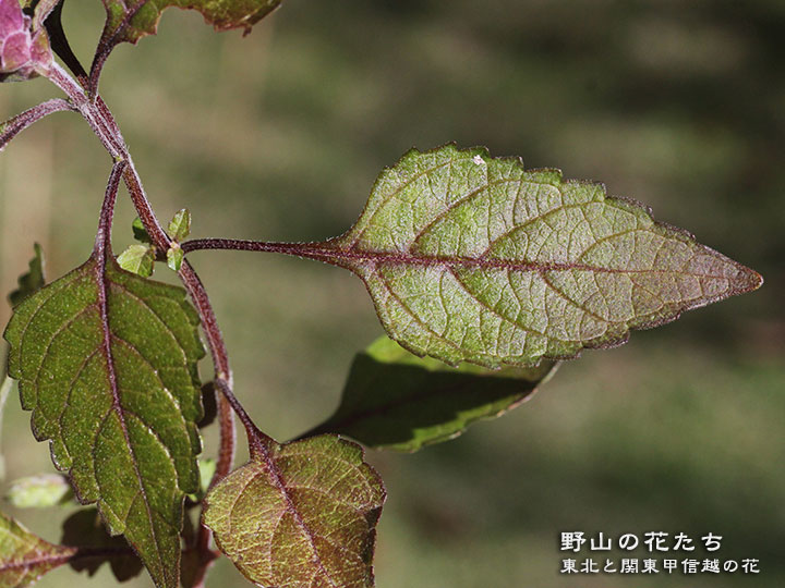 ニシキコウジュ