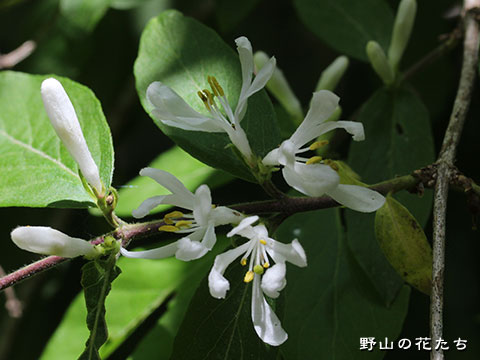 ハナヒョウタンボク－花
