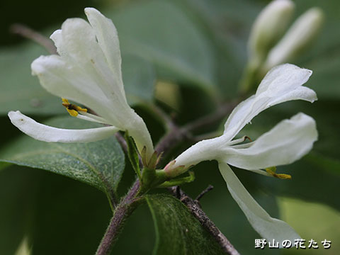 ハナヒョウタンボク－花２