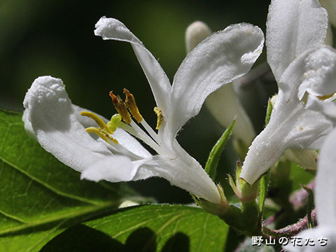 ハナヒョウタンボク－花３