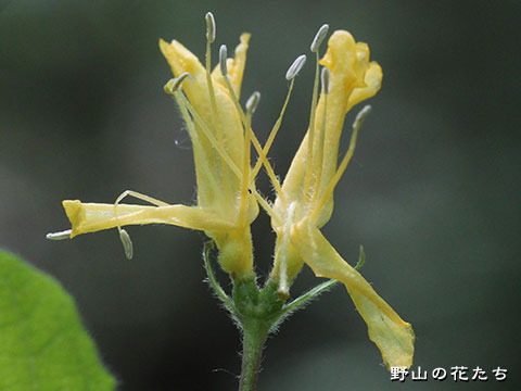 イボタヒョウタンボク－花