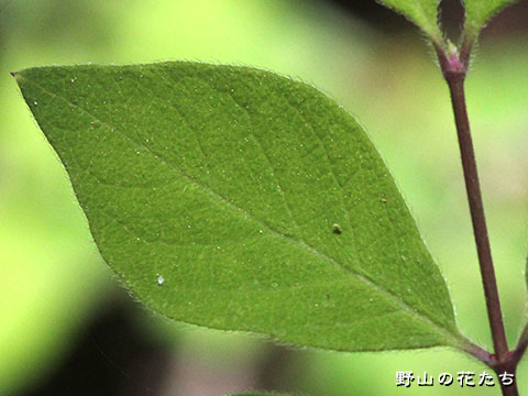 イボタヒョウタンボク－葉