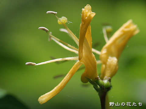 イボタヒョウタンボク－花２