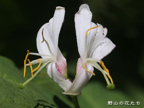 オオヒョウタンボク－花