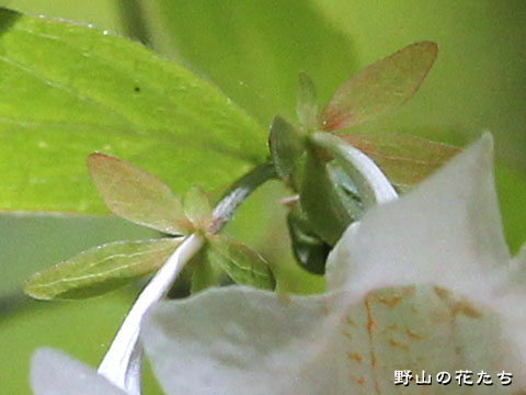 オオツクバネウツギ－花４